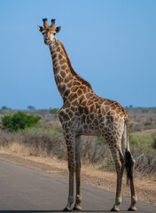 Giraffe im Busch vom Krüger National Park - Kruger Nationalpark Südafrika