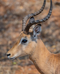 Impala im Busch vom Krüger National Park - Kruger Nationalpark Südafrika