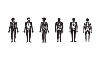 Human body anatomy silhouettes with internal organs, systems like digestive, nervous, respiratory, circulatory and skeletal – vector medical icons for education and healthcare visuals

