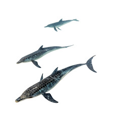 Obraz premium Three marine animals swimming in a dark background. The largest is a prehistoric ichthyosaur, followed by a dolphin and a smaller fish. All are depicted in a realistic style.