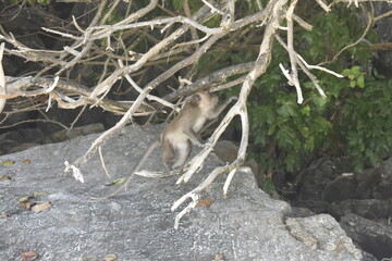 Long-tailed macaque monkey foraging on a white sandy beach of Monkey island, Thailand. 