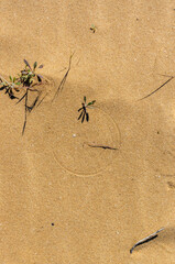 A faint, nearly complete circle is visible, with a small Seaweed matter appearing to be at its pivot point, suggesting it was rotated by wind.