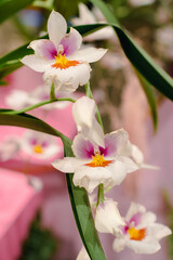 orchids