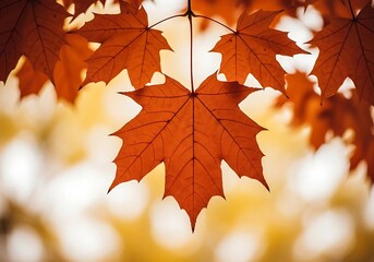 Fototapeta premium A closeup of vibrant orange maple leaves hanging from a branch in autumn