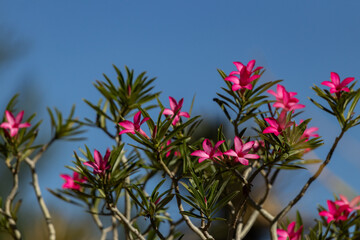 pink flowers in the sky