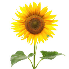 Fototapeta premium Full sunflower, vibrant yellow petals, dark center