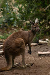 kangaroo in the zoo