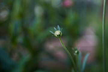 Isolated scabiosa flower before it has bloomed. Bokeh background.