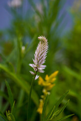 Pink flamingo celosia growing in an outdoor garden. Yellow celosia in the background.