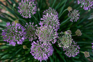Purple allium flowers growing outdoors.