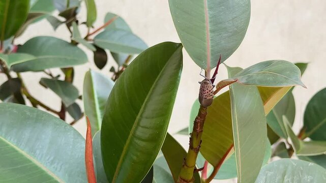 Close-up of vibrant green leaves with a spotted lanternfly resting on a stem, showcasing the beauty of nature and the intricate details of foliage