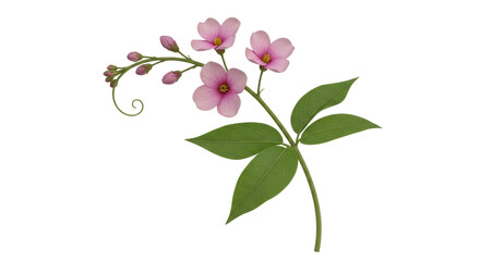 Obraz premium Isolated Pink Flowers with Green Leaves