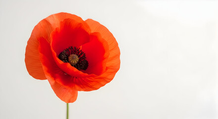 Close-up of a vibrant red poppy flower with delicate petals and dark center against a plain white background for floral design and nature themes