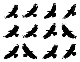 Flying Crow Silhouettes Collection