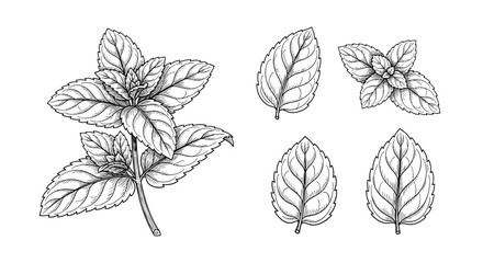 Detailed botanical illustration of a fresh basil plant with several detached leaves in a simple sketch style