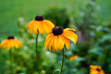 Black eyed susan flowers blooming outdoors.