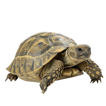 A desert tortoise slowly walks on a transparent background