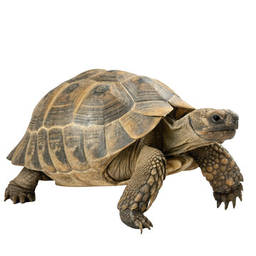 A desert tortoise slowly walks on a transparent background
