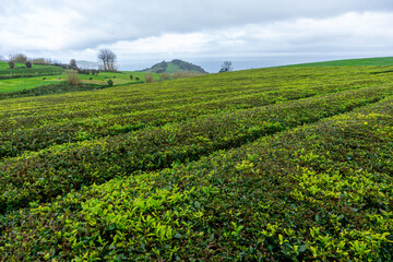 Tea plantation in São Miguel Island, Azores, Portugal. Lush green rows of tea plants under cloudy skies. Scenic agricultural landscape in the Atlantic.