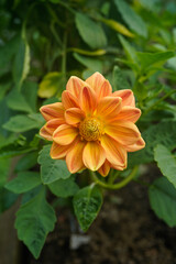 Single orange, eyllow dahlia flower in full bloom.
