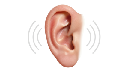 Isolated Human Ear with Sound Waves
