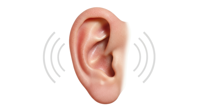 Isolated Human Ear with Sound Waves