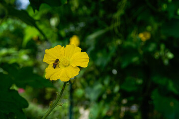 Bee on a bright yellow luffa flower. Outdoor garden.