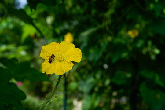Bee on a bright yellow luffa flower. Outdoor garden.