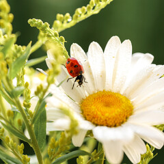 A beautiful ladybug is sitting upside down on a chamomile flower. Green background. Macro photography