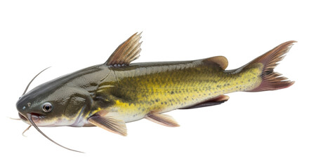 Isolated Catfish