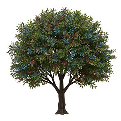 Full green tree isolated on transparent background