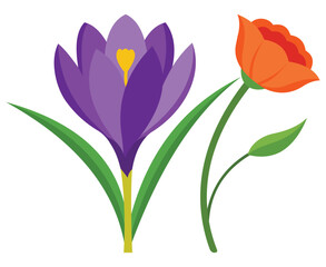 Illustration of a purple crocus and an orange poppy flower