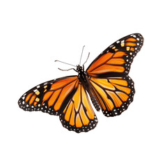 Fototapeta premium Monarch butterfly, orange and black wings, detailed view