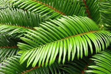 Close-up of vibrant green, needle-like foliage