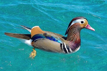 Colorful mandarin duck swimming in turquoise water