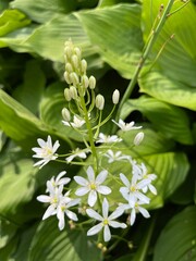ornithogalum arcuatum.a beautiful unusual plant on a long stem with many white star-shaped flowers in a summer garden. Natural background