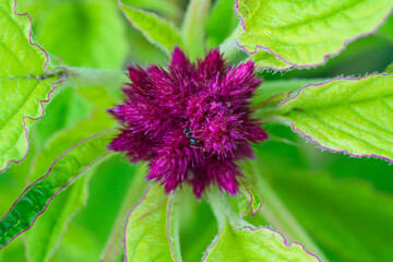 A Stunning Vibrant Purple Flower Surrounded by Lush Green Leaves in its Natural Setting
