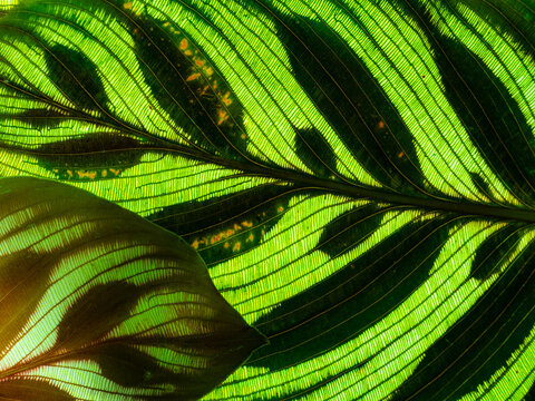 leaf in the deail - real photo no AI