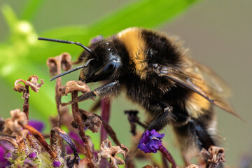 Closeup of a Bumble Bee, Bombus terrestris, Carefully Pollinating a Beautiful and Vibrant Flower in Nature