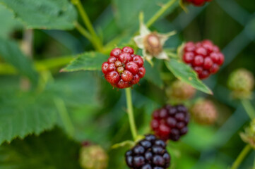Cluster of black and red berries on a plant