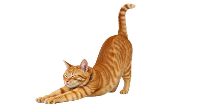 Isolated Stretching Cat