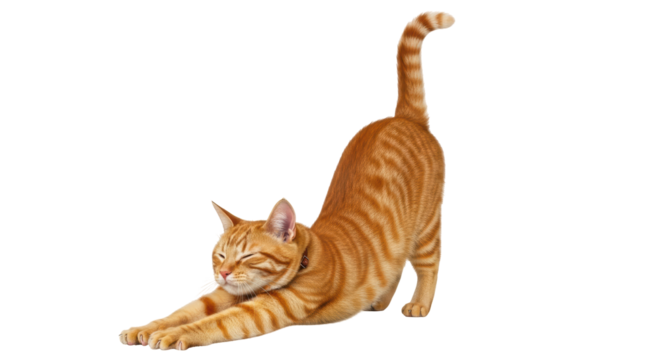 Isolated Stretching Cat