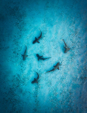 Aerial view of sharks swimming in crystal-clear turquoise waters, a mesmerizing dance of marine life unfolds beneath the surface, Komodo Island, East Nusa Tenggara, Indonesia.