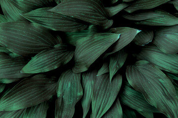 Dark green leaves densely layered create a lush natural texture in a close-up view