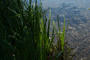 A lakeside with green cattails near the water's edge	