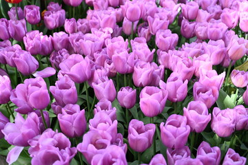 Obraz premium Purple Tulips Close Up