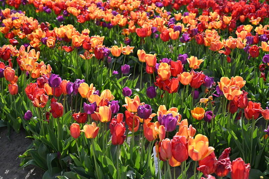 Field of Tulips