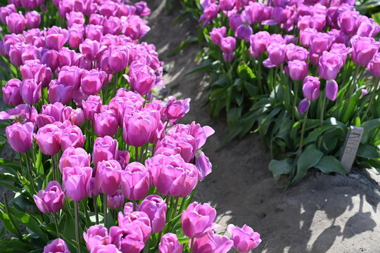 Purple Tulips