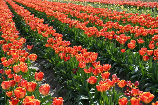 Orange Tulips
