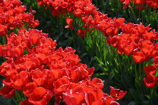 Rows of Red Tulips